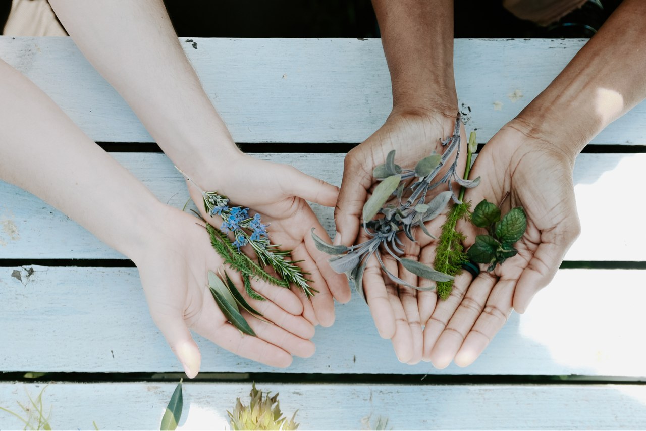 Herbs can be used to treat menstrual cycle health as women transition through puberty, fertile years, and menopause.